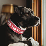 Personalized Leather Pet Collar Wide Padded Pet ID Collars Free Engraving