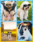 Small /Med Dog Sunglasses UV Protection Goggles Eye Wear Protection with Adjustable Strap Waterproof Pet Sunglaess