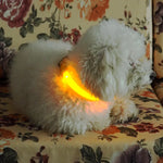 Flashing Luminous Collar